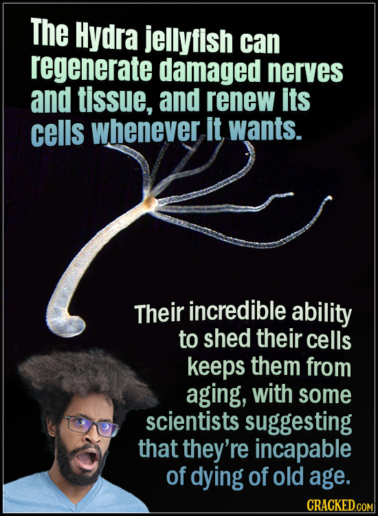 15 Animals With Envy-Inducing Biology