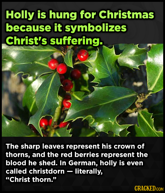 Holly is hung for Christmas because it symbolizes Christ's suffering. The sharp leaves represent his crown of thorns, and the red berries represent th