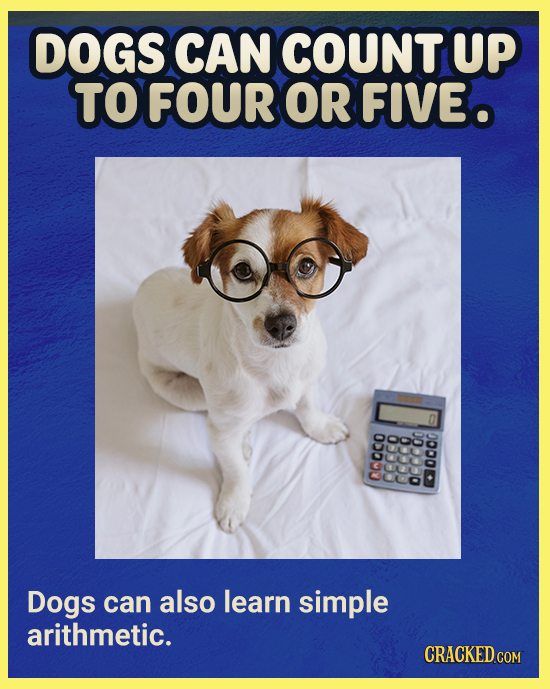 DOGS CAN COUNT UP TOFOUR OR FIVEO 00000 S Dogs can also learn simple arithmetic. COM
