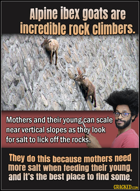 15 Animals With Envy-Inducing Biology