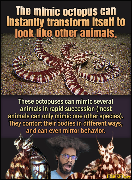 15 Animals With Envy-Inducing Biology