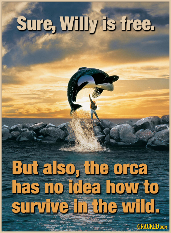 Sure, Willy is free. But also, the orca has no idea how to survive in the wild. CRACKED CON