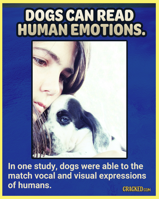 DOGS CAN READ HUMAN EMOTIONS. In one study, dogs were able to the match vocal and visual expressions of humans. CRACKEDCON COM