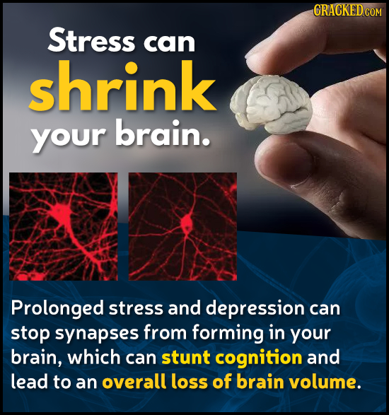 ORACKED COM Stress can shrink your brain. Prolonged stress and depression can stop synapses from forming in your brain, which can stunt cognition and