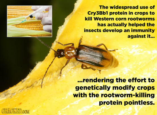 The widespread use of Cry3Bbl protein in crops to kill Western corn rootworms has actually helped the insects develop an immunity against it... ...ren