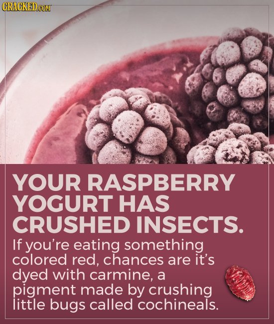CRACKED COM YOUR RASPBERRY YOGURT HAS CRUSHED INSECTS. If you're eating something colored red, chances are it's dyed with carmine, a pigment made by c