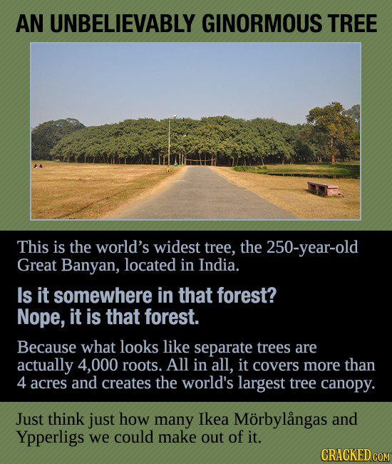 AN UNBELIEVABLY GINORMOUS TREE This is the world's widest tree, the 250-year-old Great Banyan, located in India. Is it somewhere in that forest? Nope,