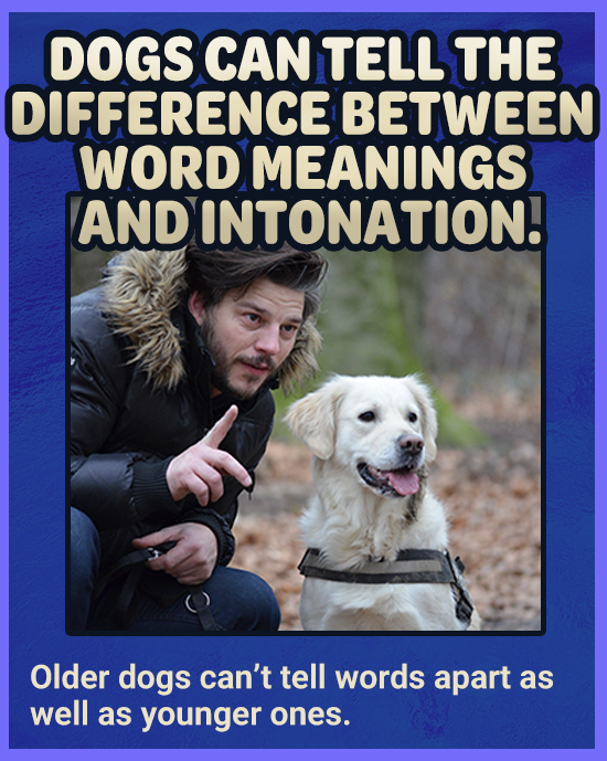 DOGS CAN TELL THE DIFFERENCE BETWEEN WORD MEANINGS AND DINTONATION! Older dogs can't tell words apart as well as younger ones.