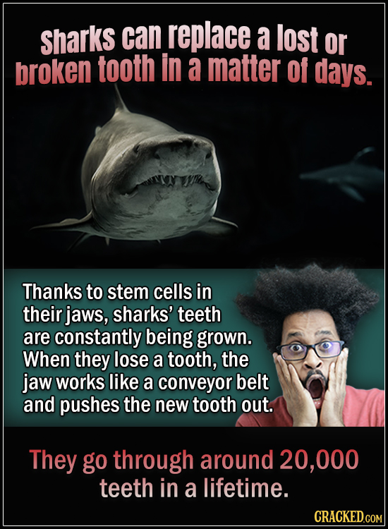 15 Animals With Envy-Inducing Biology