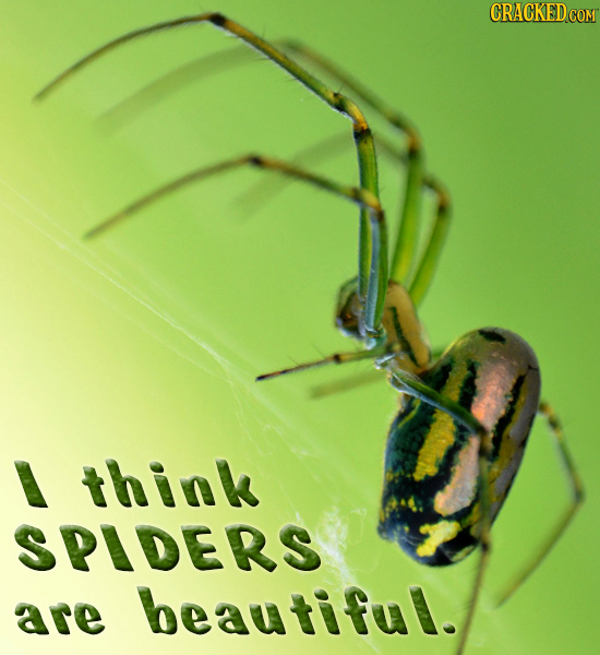 think SPIDERS are beautiful.