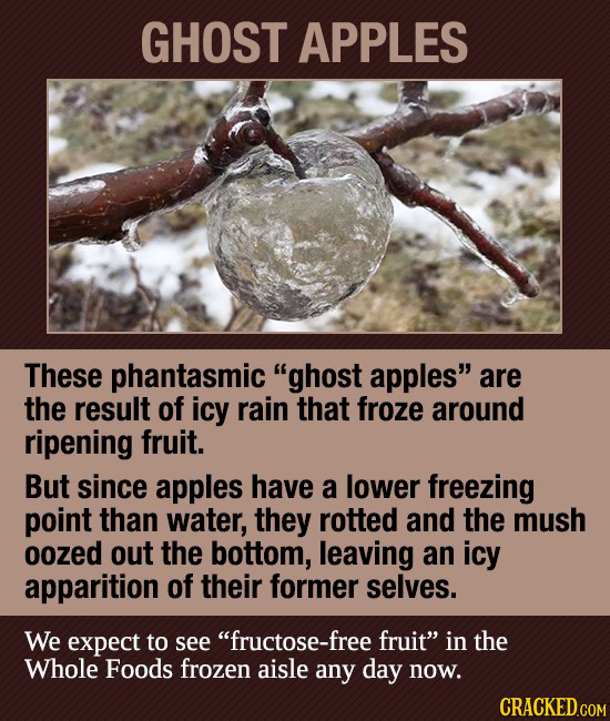 GHOST APPLES These phantasmic ghost apples are the result of icy rain that froze around ripening fruit. But since apples have a lower freezing point