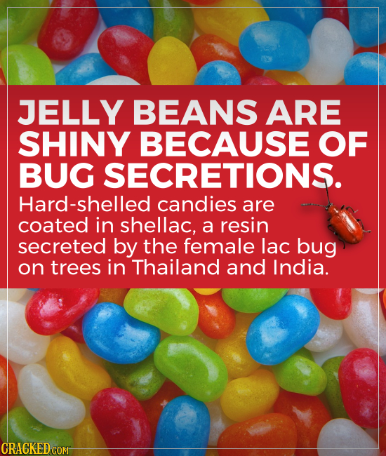 JELLY BEANS ARE SHINY BECAUSE OF BUG SECRETIONS. Hard-shelled candies are coated in shellac, a resin secreted by the female lac bug on trees in Thaila
