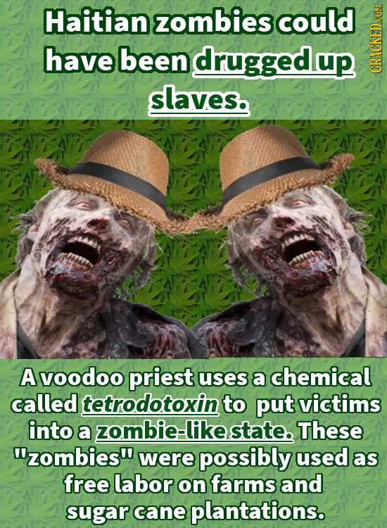 Haitian zombies could have been druggedup GRAuN slaves. A voodoo priest uses a chemical called tetrodotoxin to put victims into a zombie-likestate. Th