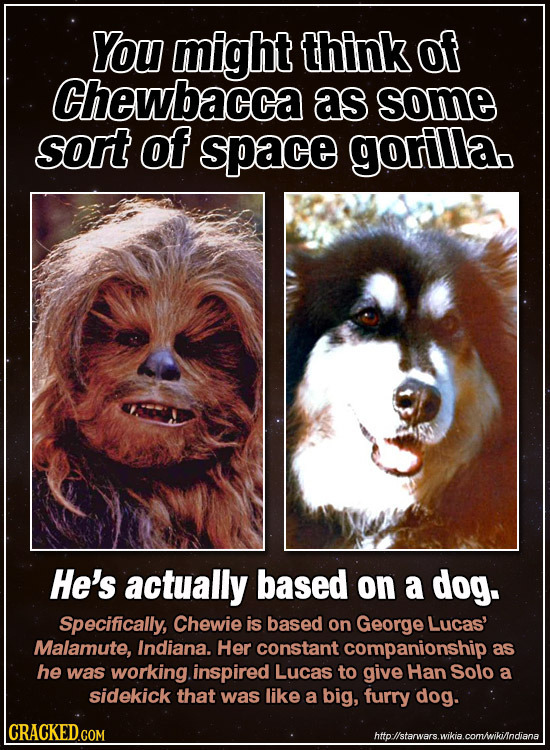 You might think of Chewbacca as some sort of space gorilla. He's actually based on a dog. Specifically, Chewie is based on George Lucas' Malamute, Ind