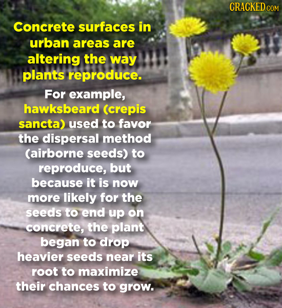 CRACKEDC COM Concrete surfaces in urban areas are altering the way plants reproduce. For example, hawksbeard (crepis sancta) used to favor the dispers