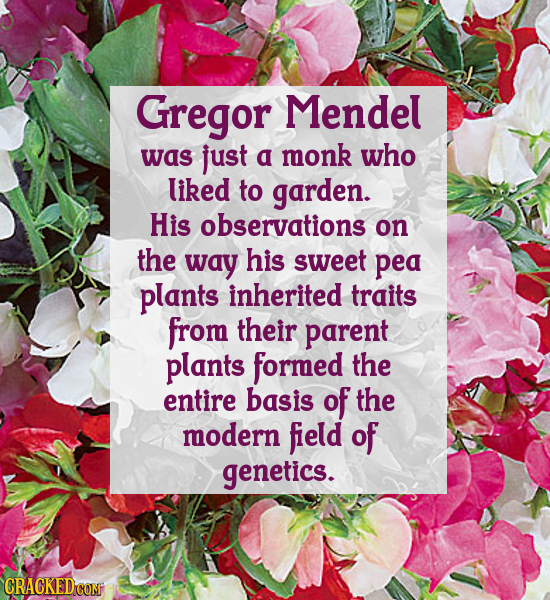 Gregor Mendel was just a monk who liked to garden. His observations on the way his sweet pea plants inherited traits from their parent plants formed t