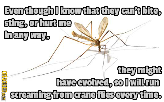 Even though 0 know that they can't bite, sting, or hurt me in any wayo they might CRAGKED.OON have evolved, SO 0 will rUN screaming{ from crane flies