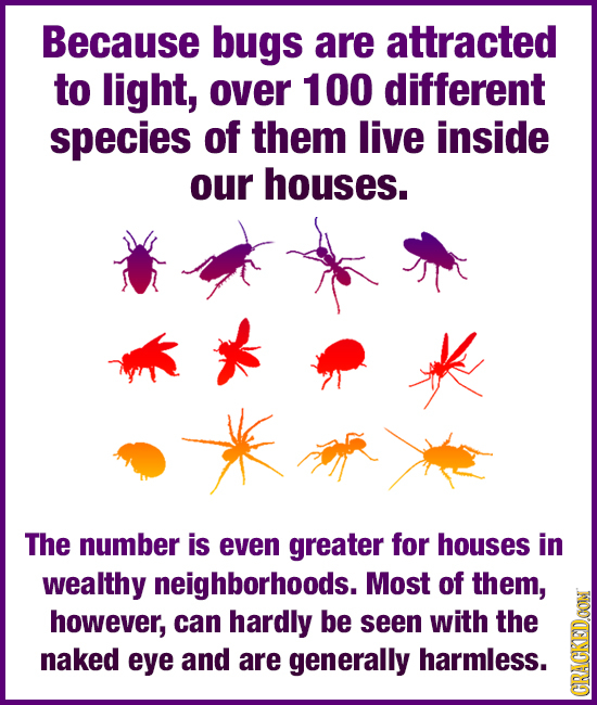 Because bugs are attracted to light, over 100 different species of them live inside our houses. The number is even greater for houses in wealthy neigh