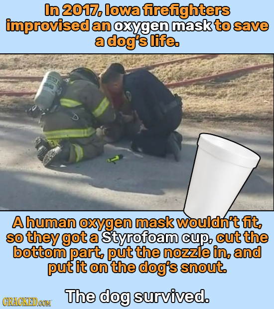In 2017, lowa frefighters improvised an oxygen mask to save a dog's life. A human oxygen maskwouldn't fit, SO they got a Styrofoam cup, cut the bottom