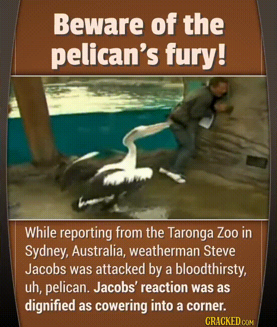 Hilarious Moments That Actually Happened On Live TV