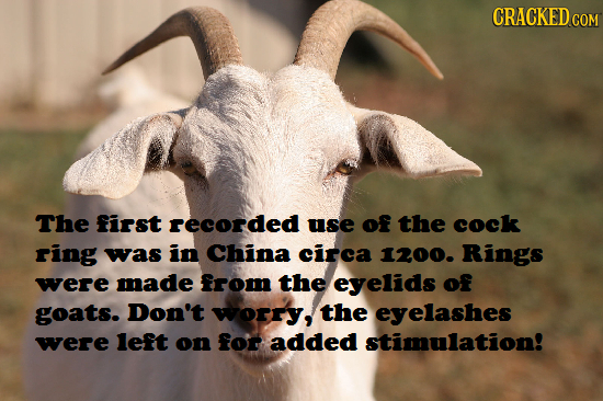 CRACKED The first recorded use of the cock ring was in China circa 1200. Rings were made from the eyelids of goats. Don't worry, the eyelashes were le