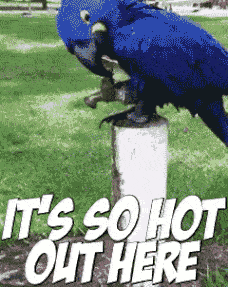 16 Animals Doing Things (That Shouldn't Be Possible)