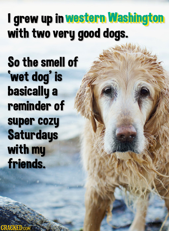 I grew up in western Washington with two very good dogs. So the smell of wet dog' is basically a reminder of super cozy Saturdays with my friends. CRA