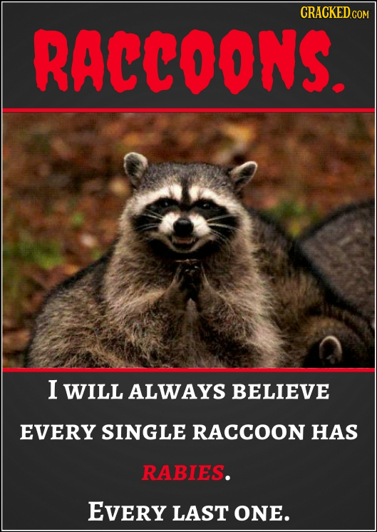 CRACKED RACCOONS I WILL ALWAYS BELIEVE EVERY SINGLE RACCOON HAS RABIES. EVery LAST ONE.