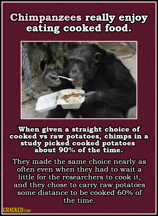 Chimpanzees really enjoy eating cooked food. When given a straight choice of cooked Vs raw potatoes, chimps in a study picked cooked potatoes about 90