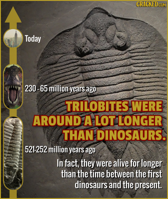 Today 230- 65 million years ago TRILOBITES WERE AROUND A LOT LONGER THAN DINOSAURS. 521-252 million years ago In fact, they were alive for longer than