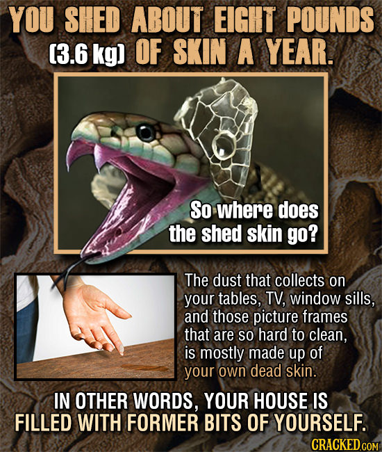 YOU SHED ABOUT EIGHT POUNDS (3.6 kg) OF SKIN A YEAR. So where does the shed skin go? The dust that collects on your tables, TV, window sills, and thos