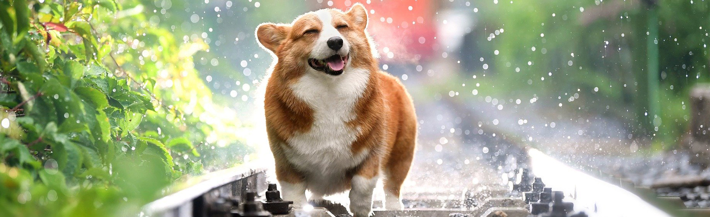 21 Dog Facts That Are Pleasant As Hell