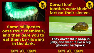 25 Freaky Now-You-Know Facts About Animal Defense Mechanisms