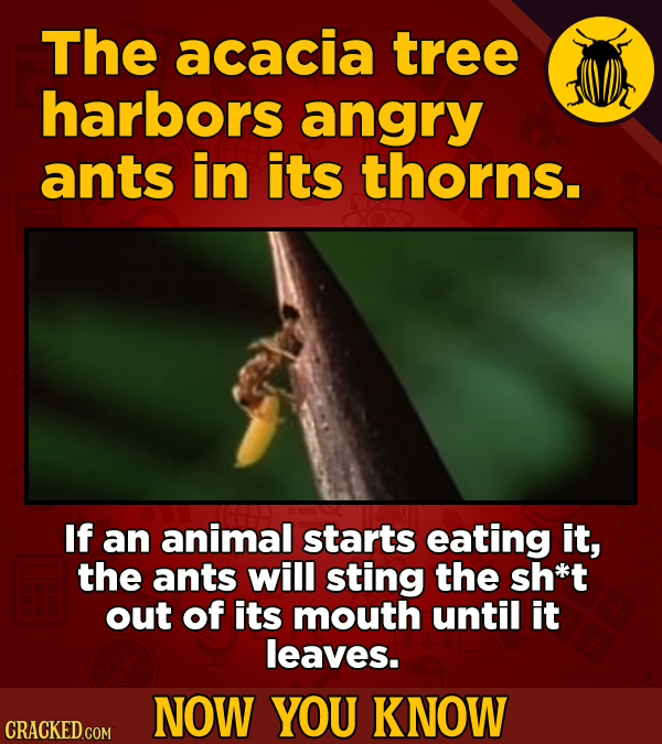The acacia tree harbors angry ants in its thorns. If an animal starts eating it, the ants will sting the sh*t out of its mouth until it leaves. NOW YO