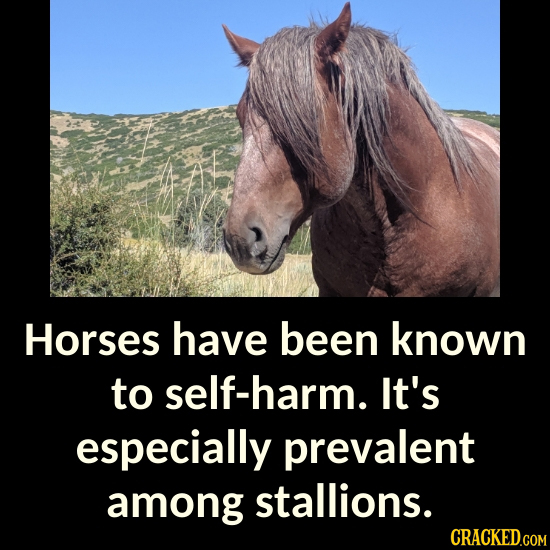 Horses have been known to self-harm. It's especially prevalent among stallions. CRACKED.COM