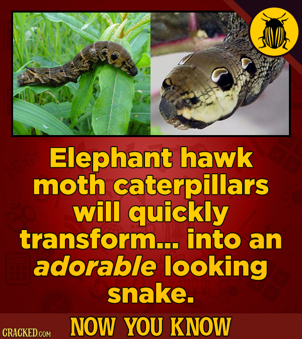 Elephant hawk moth caterpillars will quickly transform... into an adorable looking snake. NOW YOU KNOW CRACKED COM