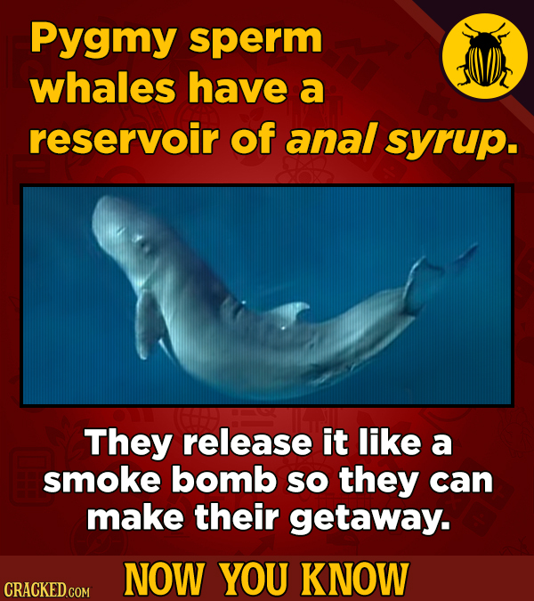 Pygmy sperm whales have a reservoir of anal syrup. They release it like a smoke bomb sO they can make their getaway. NOW YOU KNOW CRACKED COM