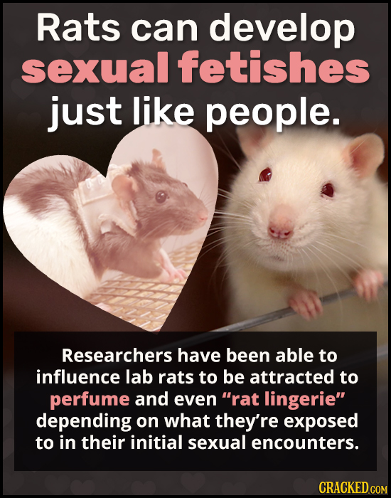 Rats can develop sexual fetishes just like people. Researchers have been able to influence lab rats to be attracted to perfume and even rat lingerie