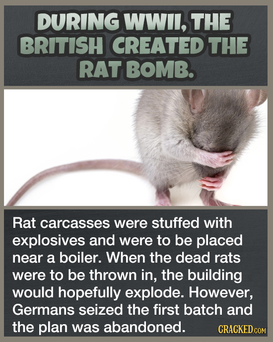 DURING WWIl, THE BRITISH CREATED THE RAT BOMB. Rat carcasses were stuffed with explosives and were to be placed near a boiler. When the dead rats were