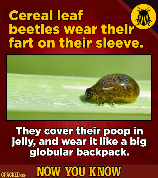 Cereal leaf beetles wear their fart on their sleeve. They cover their poop in jelly, and wear it like a big globular backpack. NOW YOU KNOW CRACKED CO