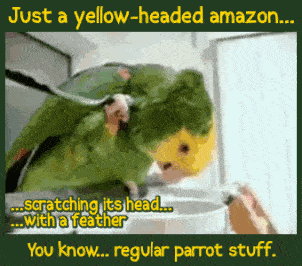 16 Animals Doing Things (That Shouldn't Be Possible)