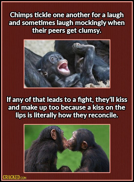 Chimps tickle one another for a laugh and sometimes laugh mockingly when their peers get clumsy. If any of that leads to a fight, they'll kiss and mak