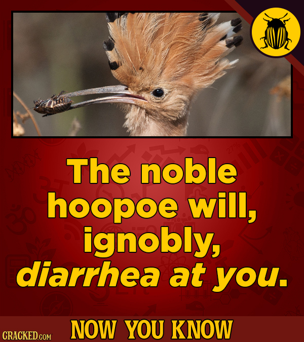 The noble hoopoe will, ignobly, diarrhea at you. NOW YOU KNOW CRACKED COM