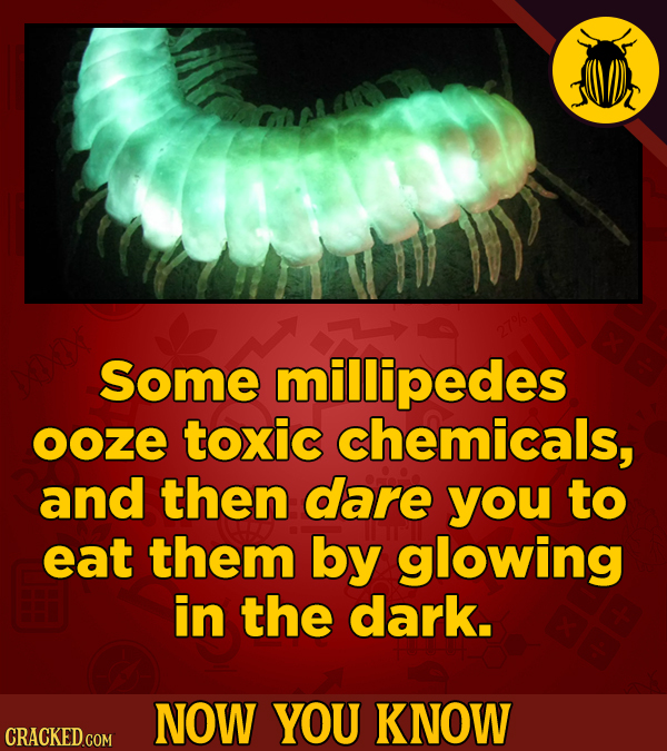 Some millipedes ooze toxic chemicals, and then dare you to eat them by glowing in the dark. NOW YOU KNOW CRACKED COM