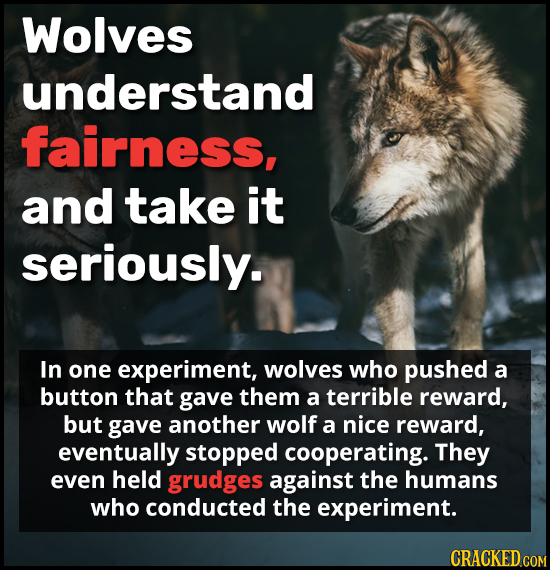 Wolves understand fairness, and take it seriously. In one experiment, wolves who pushed a button that gave them a terrible reward, but gave another wo