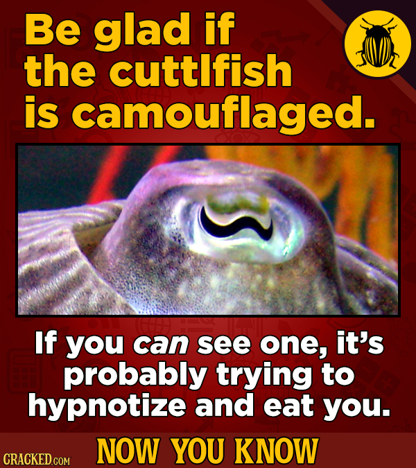 Be glad if the cuttlfish is camouflaged. If you can see one, it's probably trying to hypnotize and eat you. NOW YOU KNOW CRACKED COM