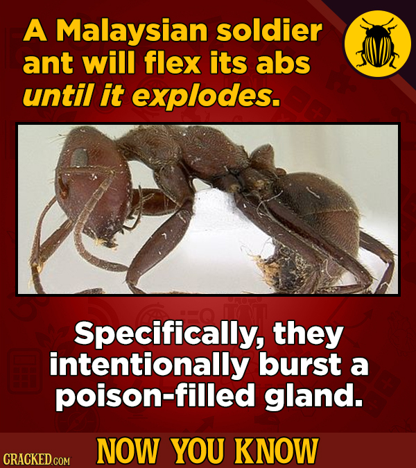 A Malaysian soldier ant will flex its abs until it explodes. Specifically, they intentionally burst a poison-filled gland. NOW YOU KNOW CRACKED COM