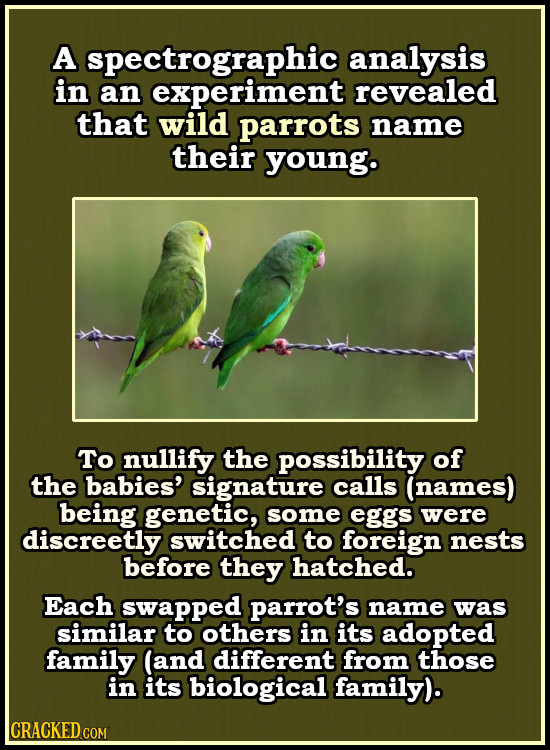 A spectrographic analysis in an experiment revealed that wild parrots name their young. To nullify the possibility of the babies' signature calls (nam