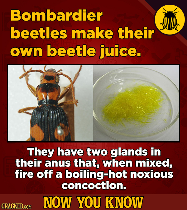 Bombardier beetles make their own beetle juice. They have two glands in their anus that, when mixed, fire off a boiling-hot noxious concoction. NOW YO