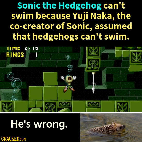 Sonic the Hedgehog can't swim because Yuji Naka, the co-creator of Sonic, assumed that hedgehogs can't swim. IIME 4615 RINGS 1 33 N He's wrong.